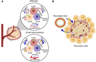 Cilia Action in Islets: Lessons From Mouse Models